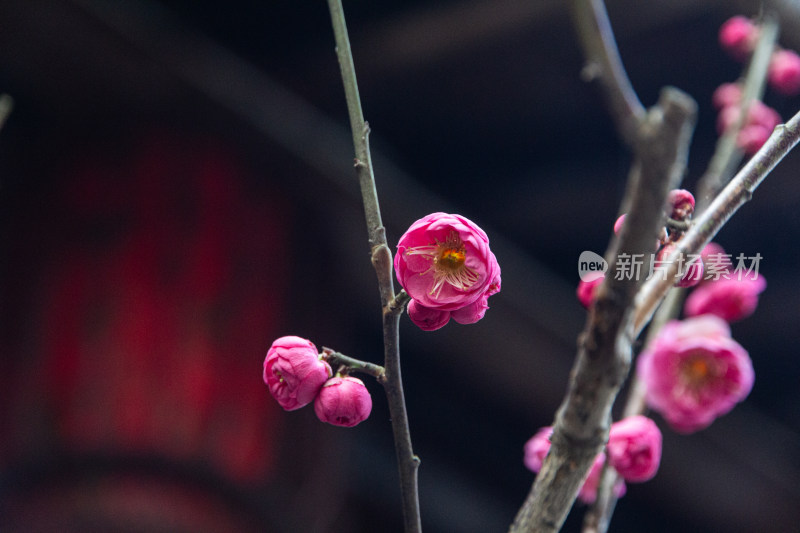 树枝上含苞待放的粉色梅花特写