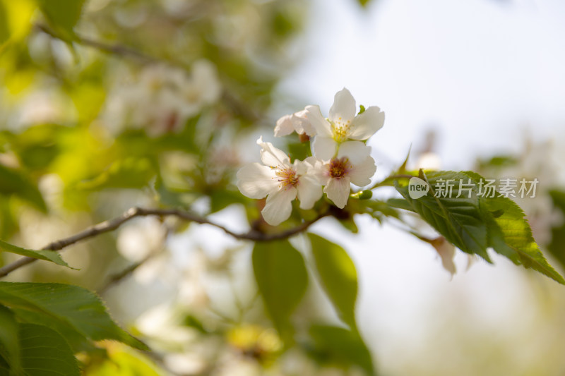 春季踏青春暖花开