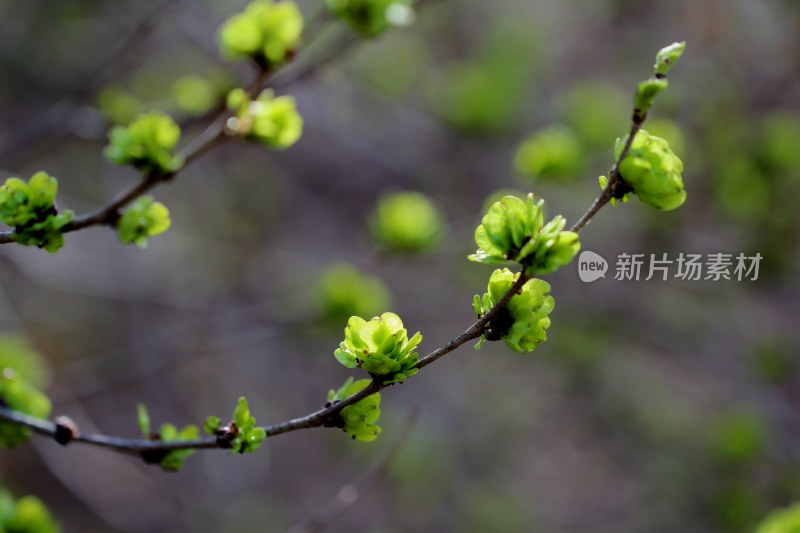 春天榆树长出榆钱