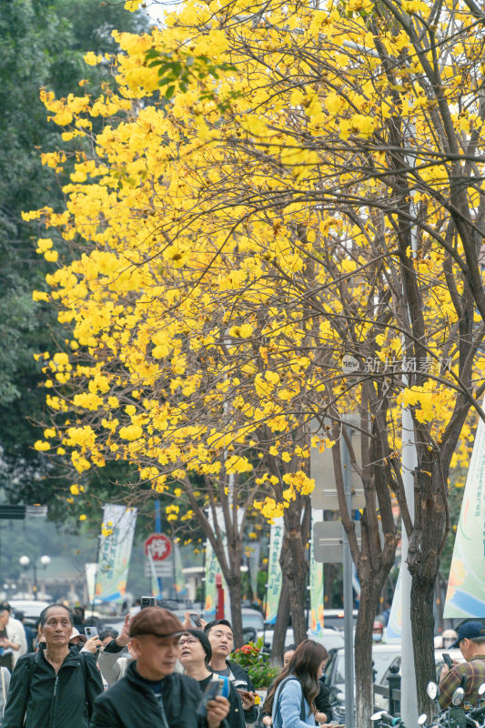 城市街道盛开黄花风铃木景象