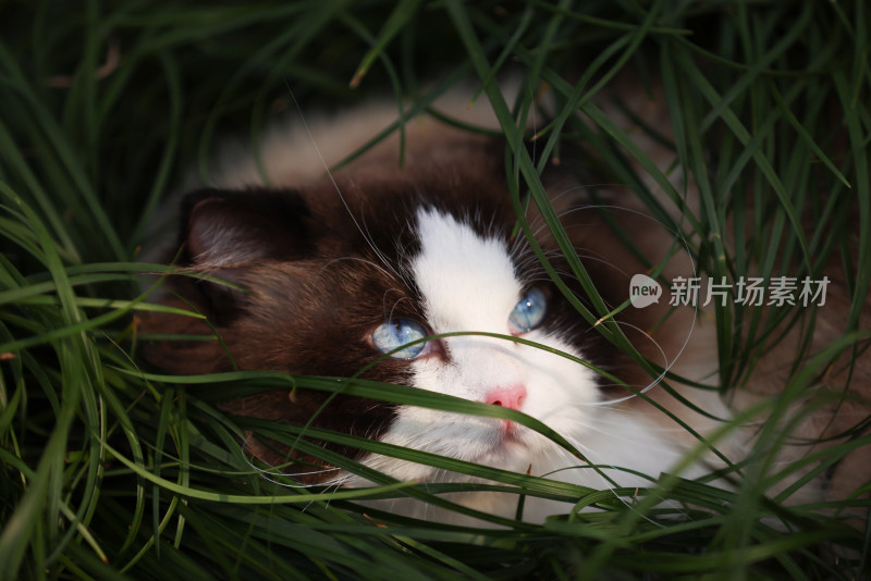 一只在草地上的布偶猫 海豹双色雄性种猫