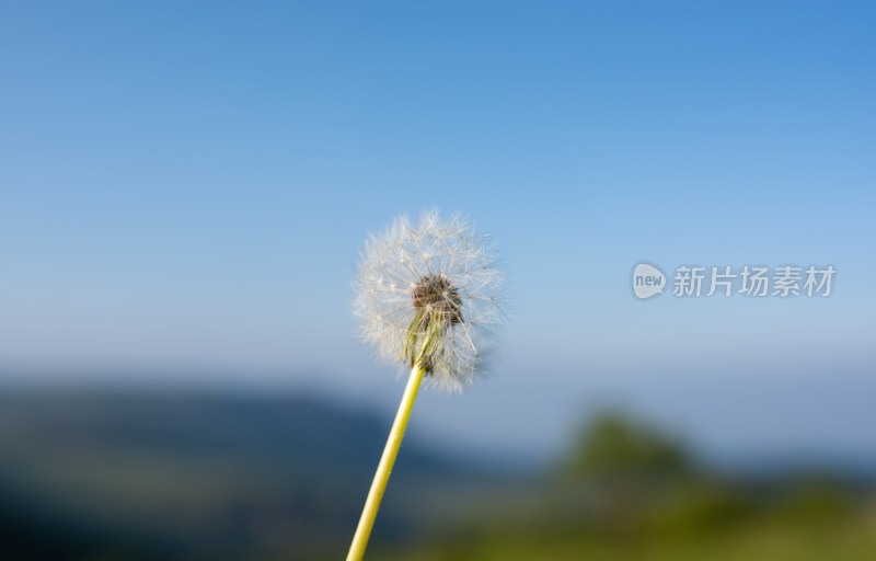 一株蒲公英户外微距特写