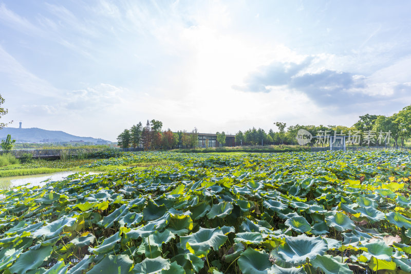 武汉江夏中央大公园风景