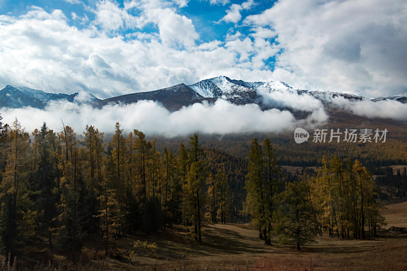 秋天新疆喀纳斯蓝天白云下的森林雪山风景