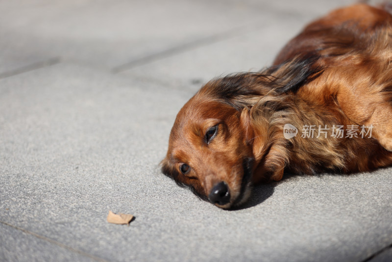 一只躺在地上的长毛腊肠犬