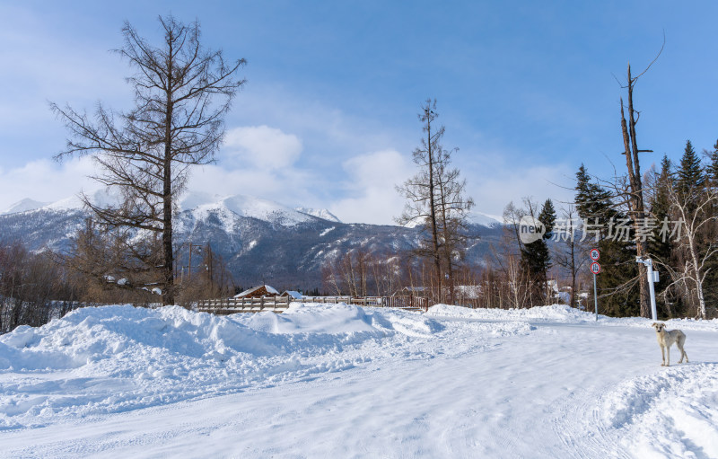 中国新疆喀纳斯冬季雪景冰雪旅游春节旅游