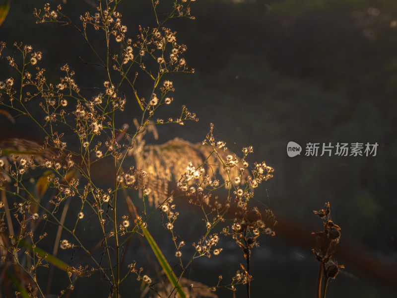 天空下田野上开花植物的特写镜头