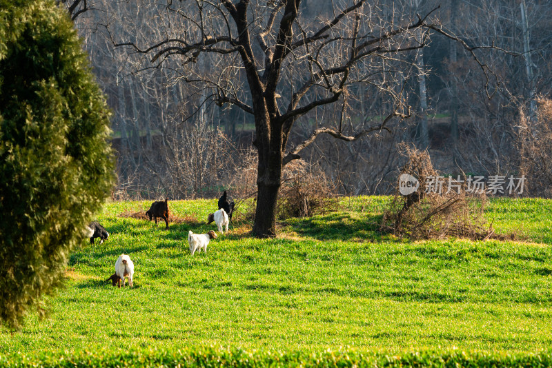 春天里的麦田和羊