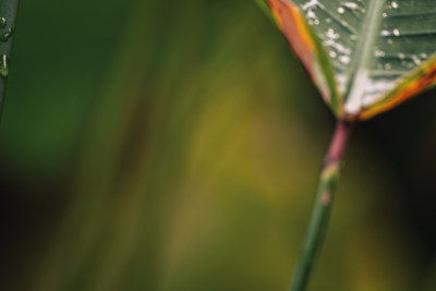 雨后绿叶上的水珠