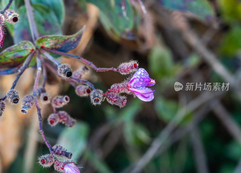 紫花植物星毛金锦香