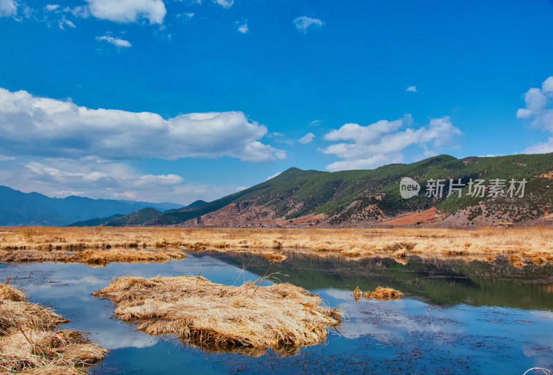 云南泸沽湖草海湖泊芦苇秋景风光