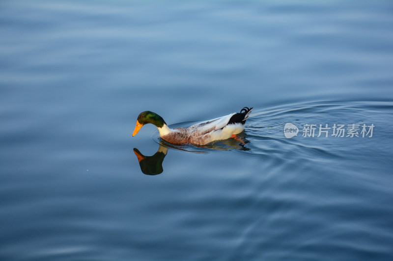 一只鸭在蓝色的湖面上