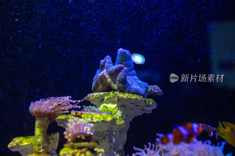 海缸里的海水生物