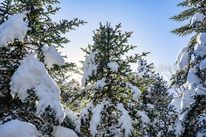 四川甘孜海螺沟冬季森林植被的雪景