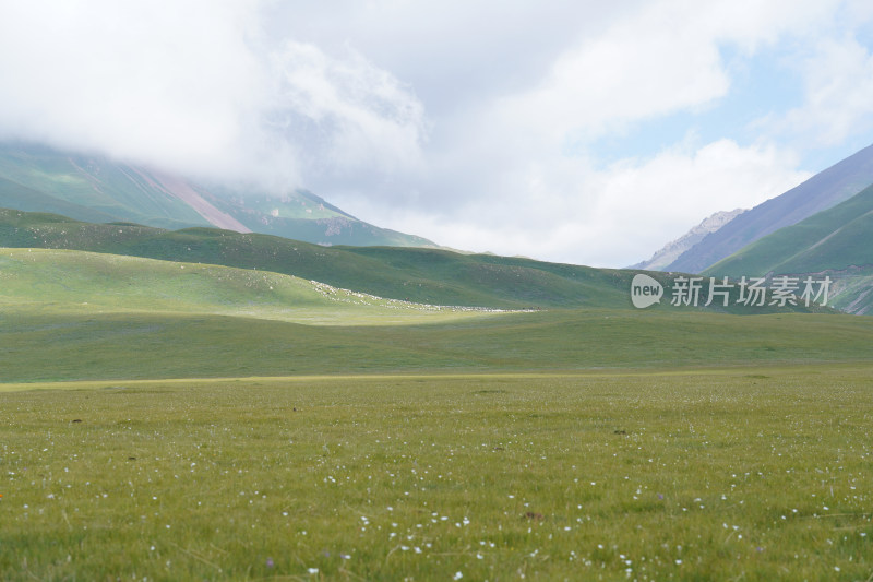 新疆内蒙古草原羊群白绒山羊放牧