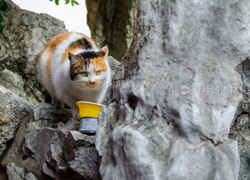 花猫站在假山石头上好奇打量黄色杯子