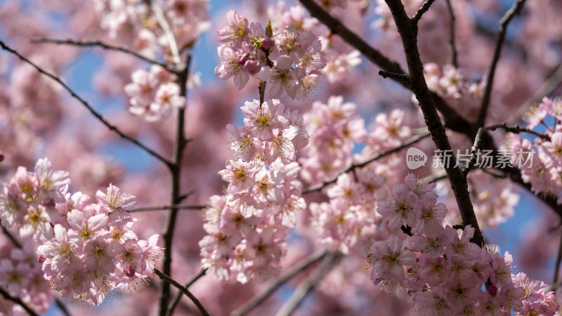 武汉东湖樱花园的早樱开花