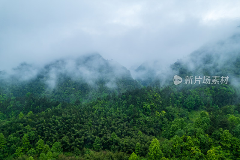 山间云雾缭绕的森林景观