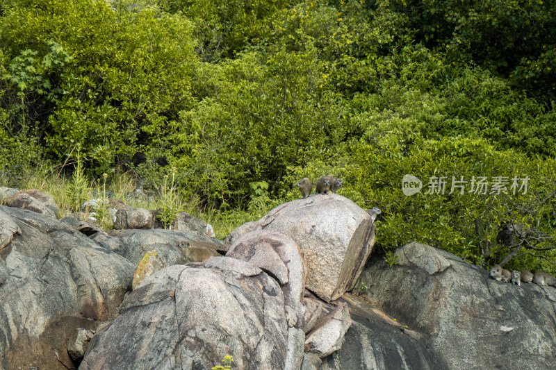 岩石上的动物与绿植景观