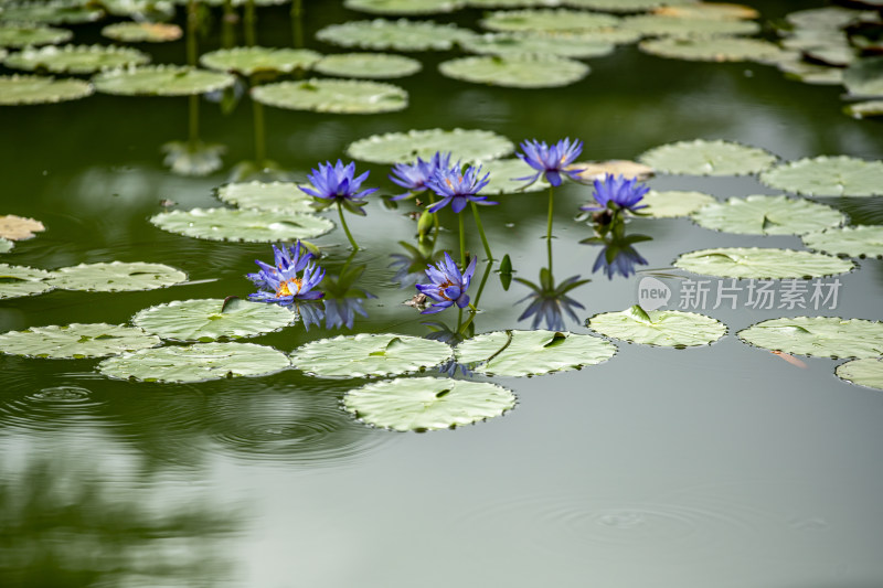 植物园睡莲特写