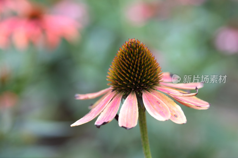 生长中的松果菊花朵