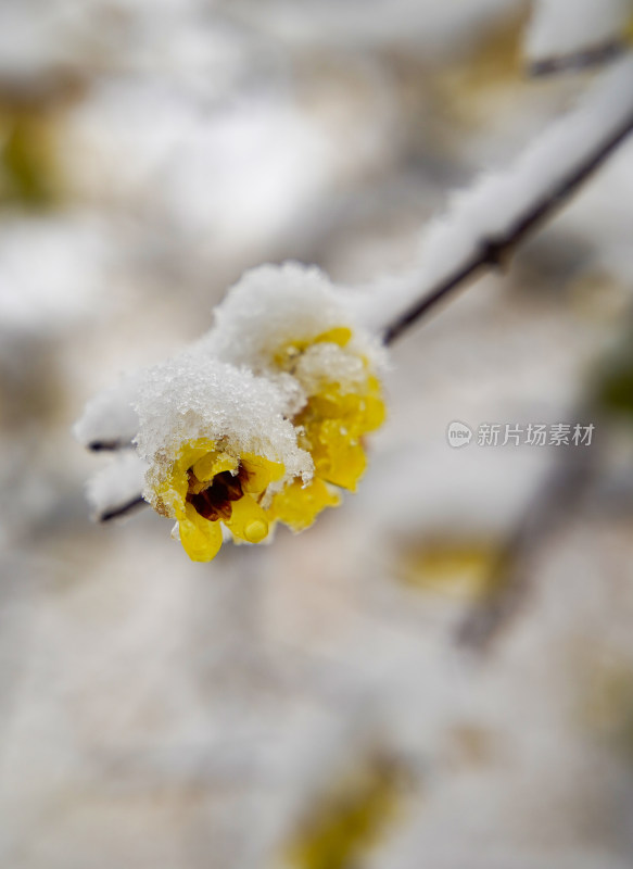 风雪中的腊梅花