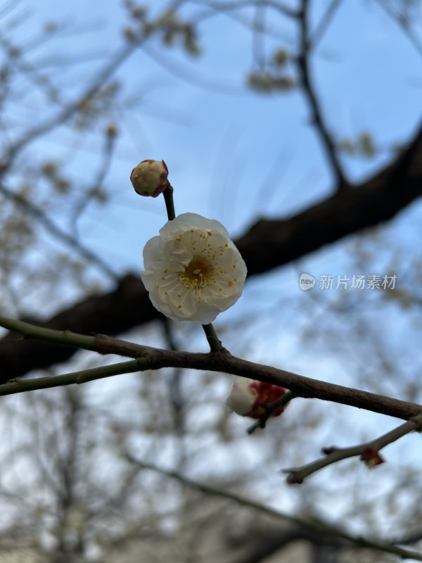 枝头盛开的白色梅花特写