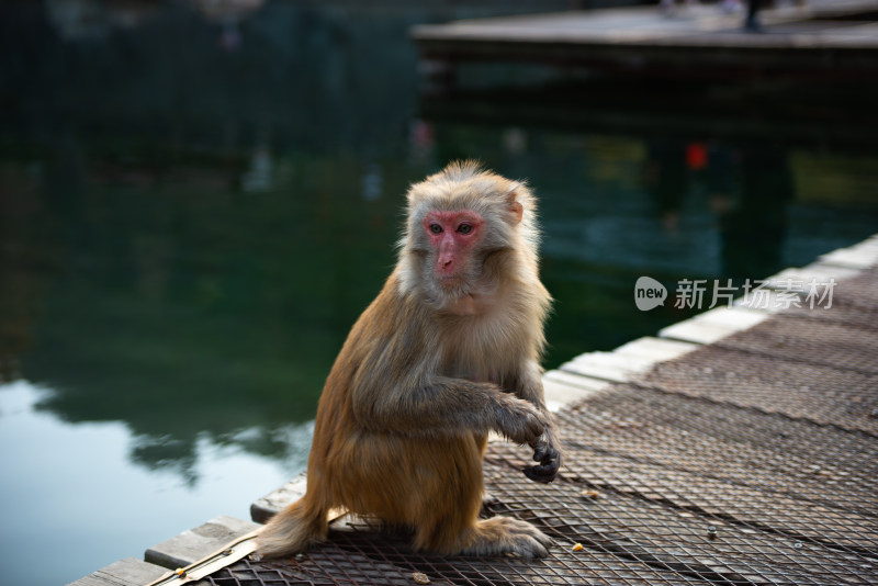 户外地面上的一只猴子