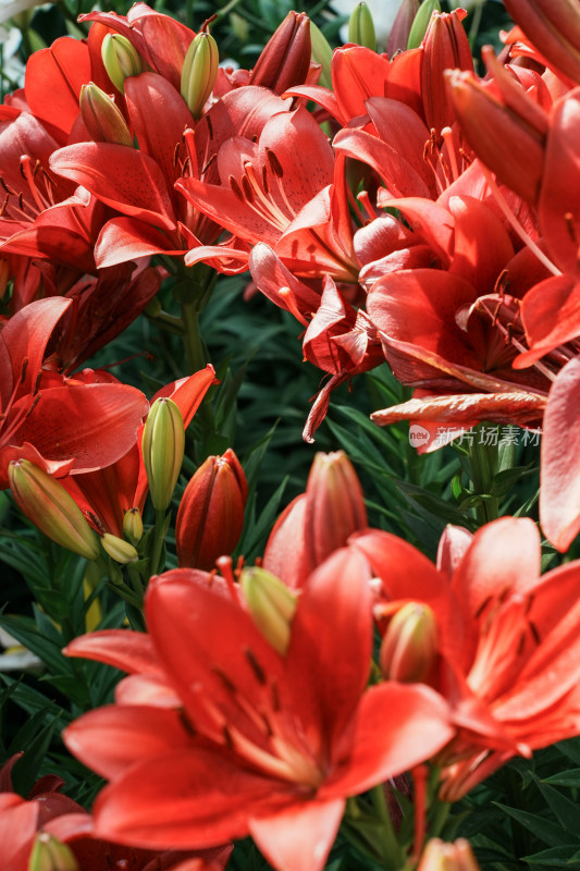 北京花乡公园百合花