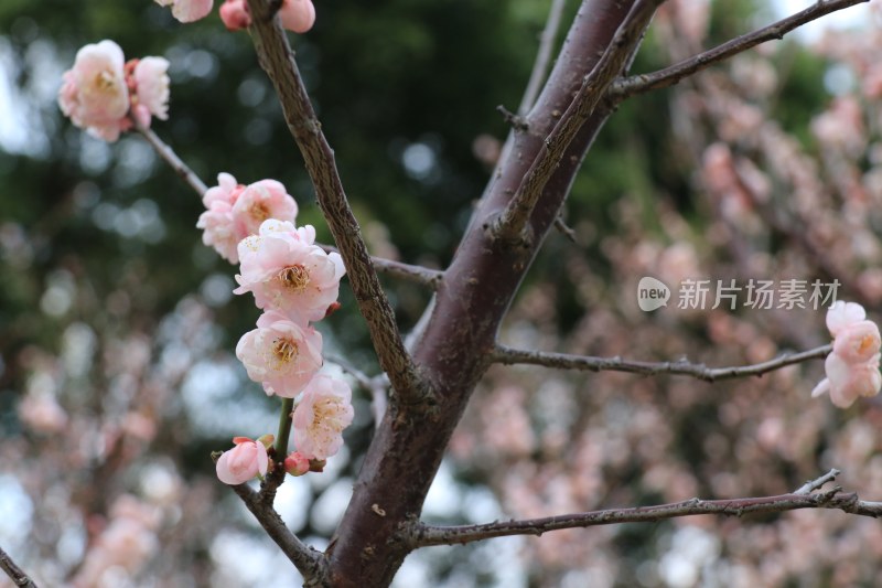 白色梅花 粉红梅花 白梅