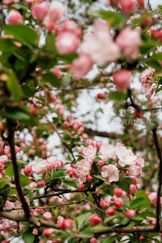 北京元大都公园海堂节海棠