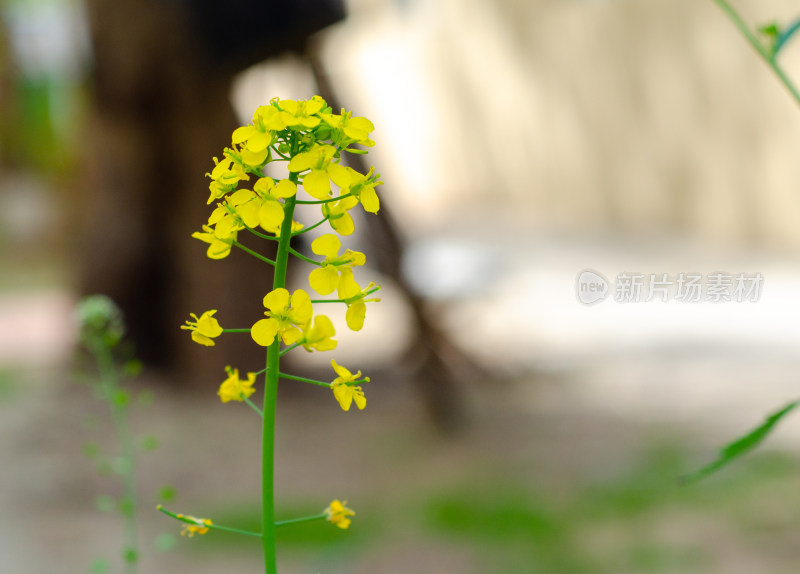 一株金黄的油菜花特写