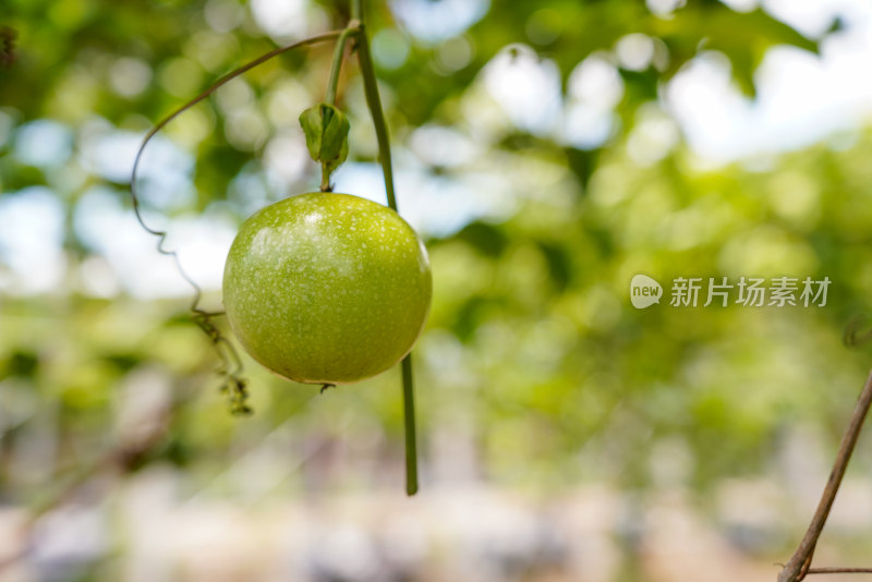 黄金百香果种植园户外生态种植特写