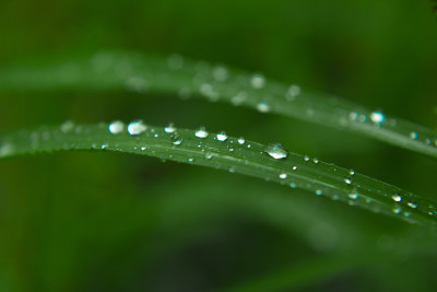 春雨自然雨水雨滴下雨水滴十二节气谷雨水分