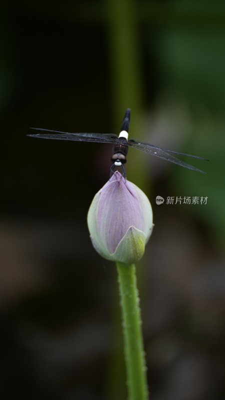 蜻蜓落在荷花上