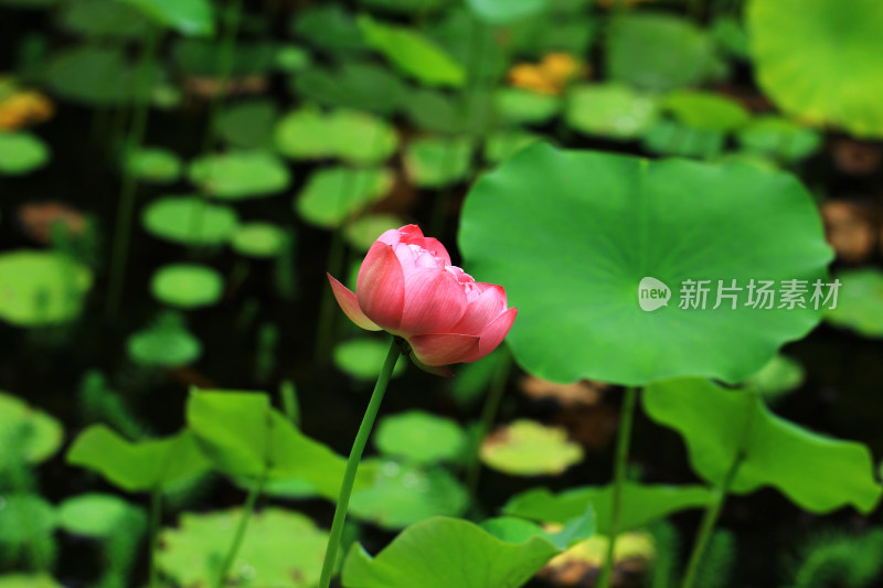 夏日池塘中的荷花