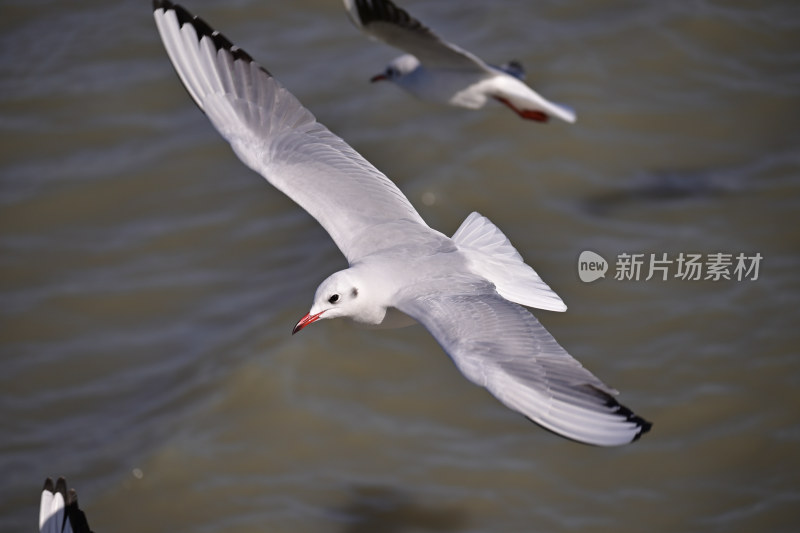 红嘴海鸥