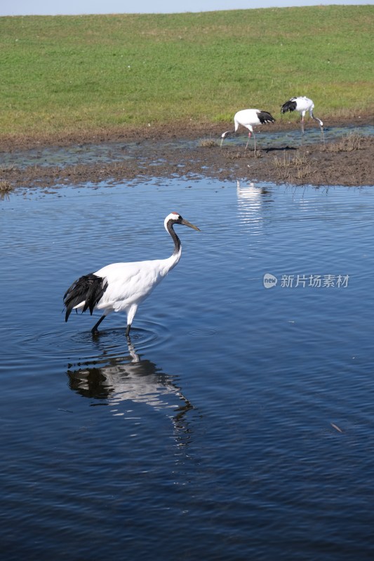 湿地中觅食的丹顶鹤