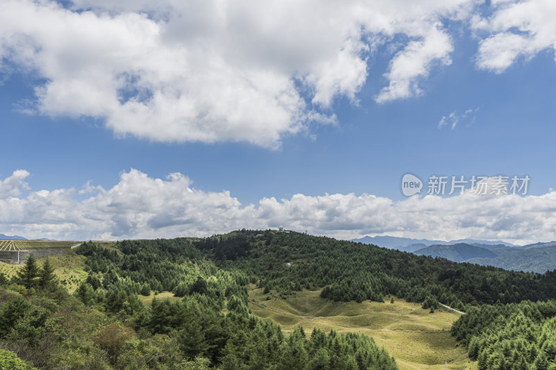 蓝天白云下的大片野花草地