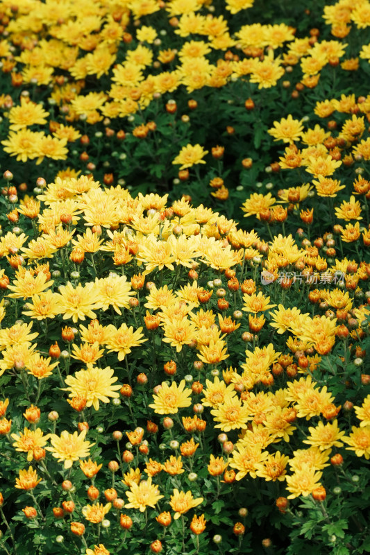 北京国家植物园菊花展