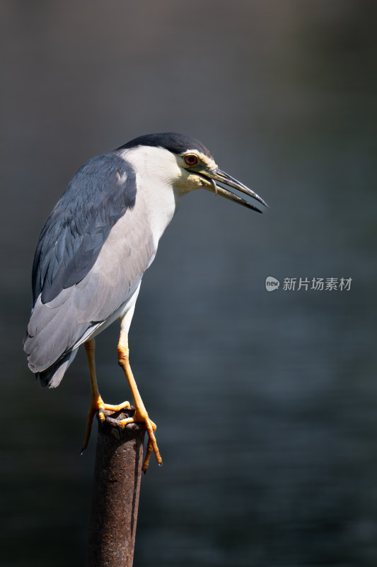 夜鹭（Nycticorax nycticorax）