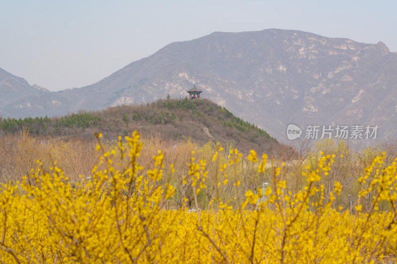 山间亭子前有黄色春花盛开的美景