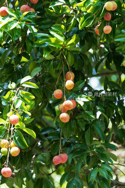 树上成熟的荔枝果实