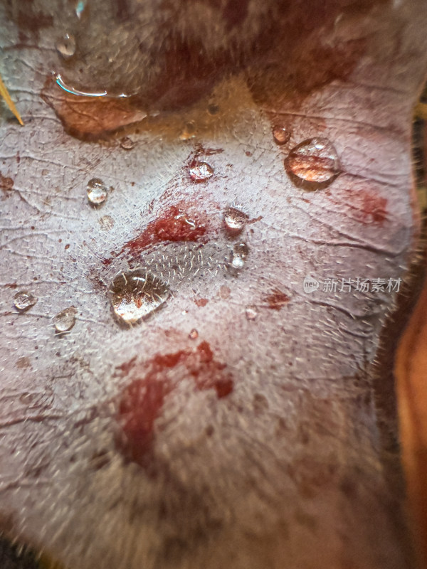 雨后植物叶片特写