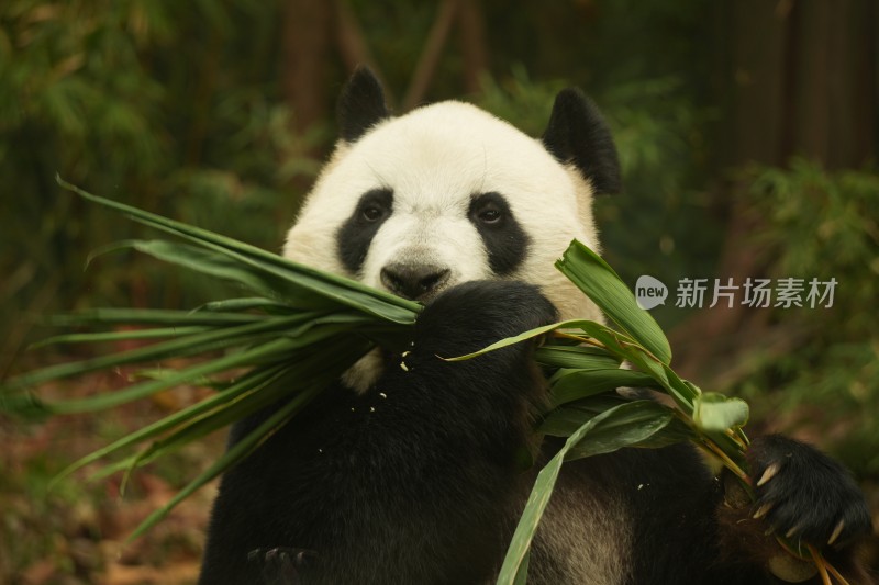 熊猫萌萌啃食竹叶的可爱模样