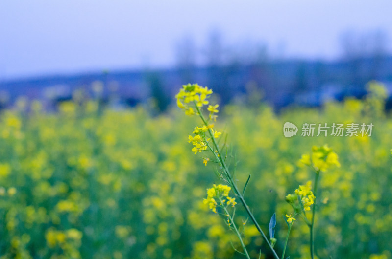 油菜花田中一株油菜花特写