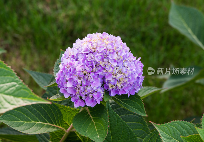 大连英歌石植物园绣球花特写