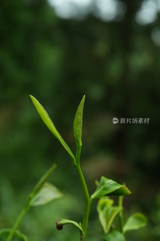 嫩绿的茶叶茶芽特写