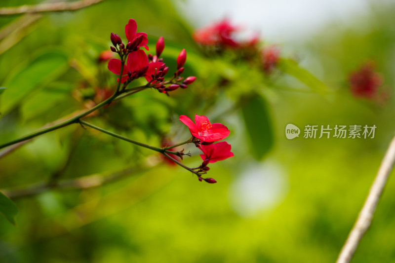 红色开花植物琴叶珊瑚