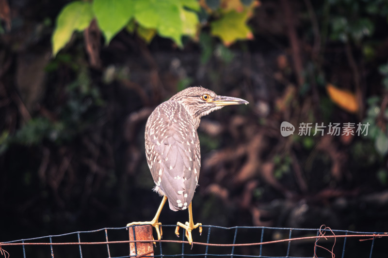 池塘边歇息的灰鹭鸟